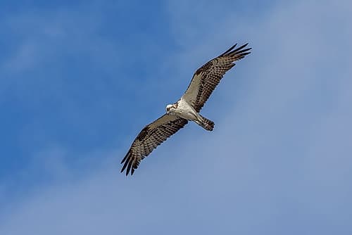 Osprey in flight, Merritt Island National Wildlife Refuge, Florida Art Print